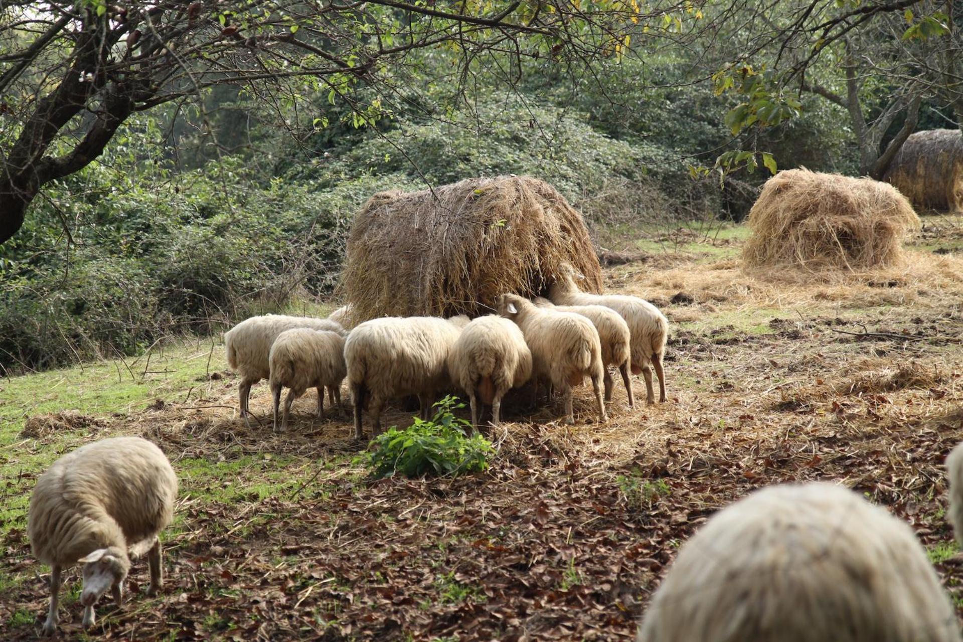 Podere Porcino Civitella d'Agliano Bagian luar foto